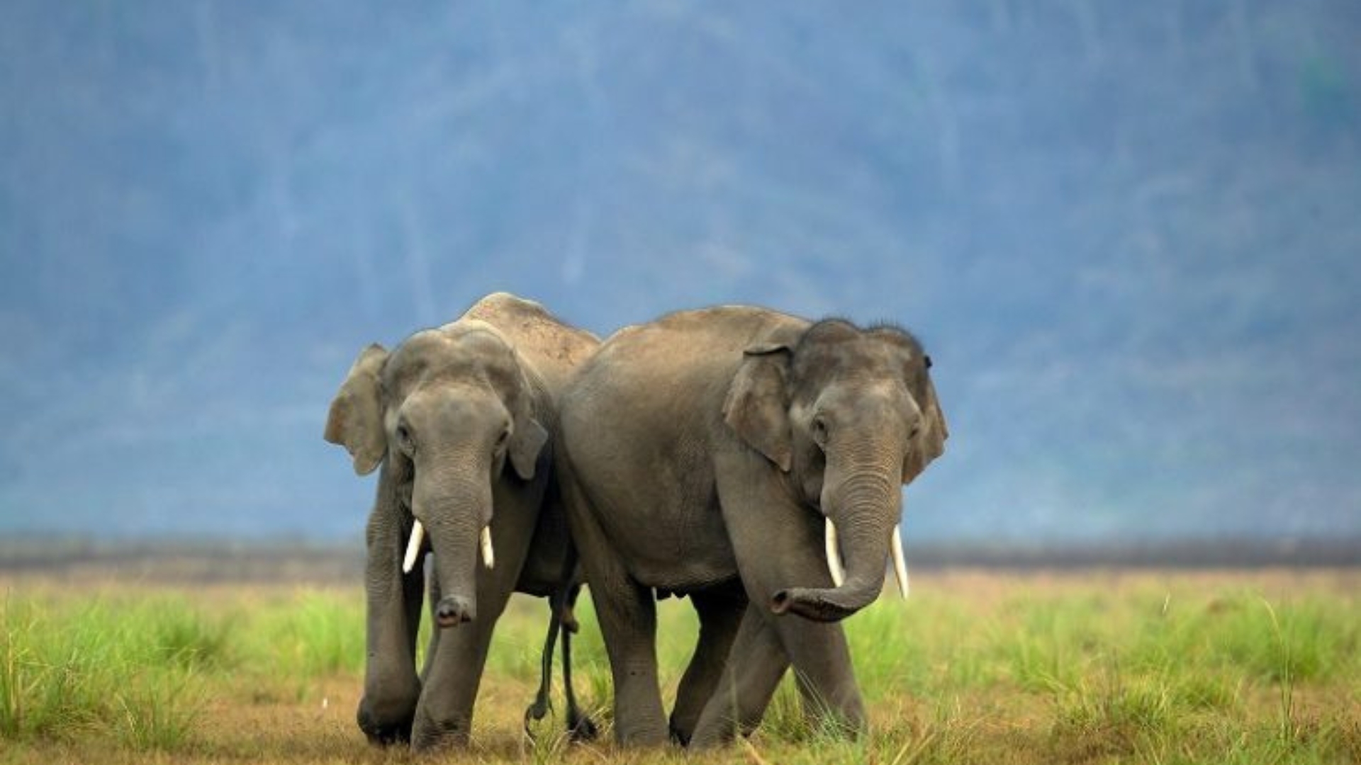 Jim Corbett National Park