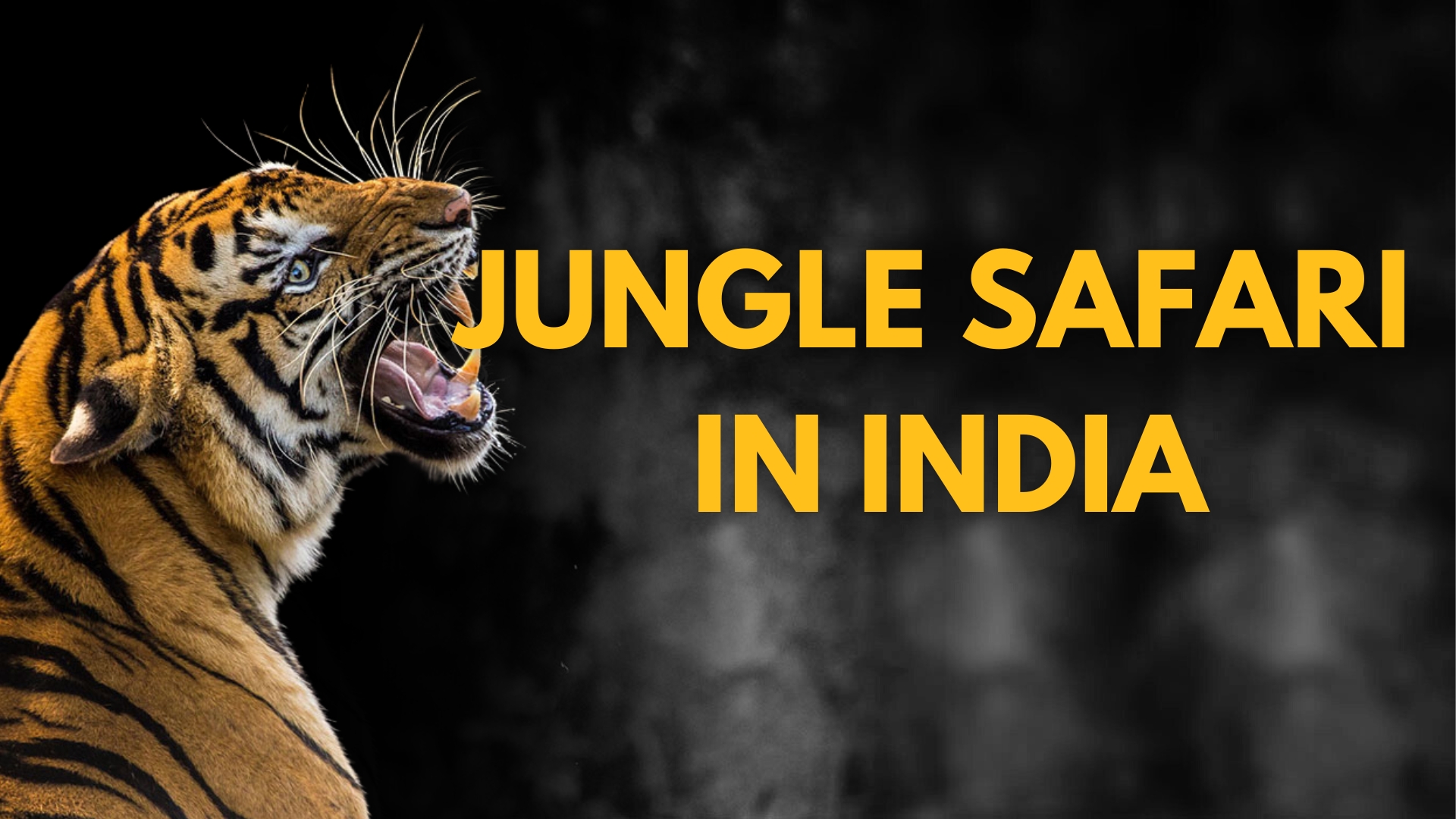 Jungle Safari in India
