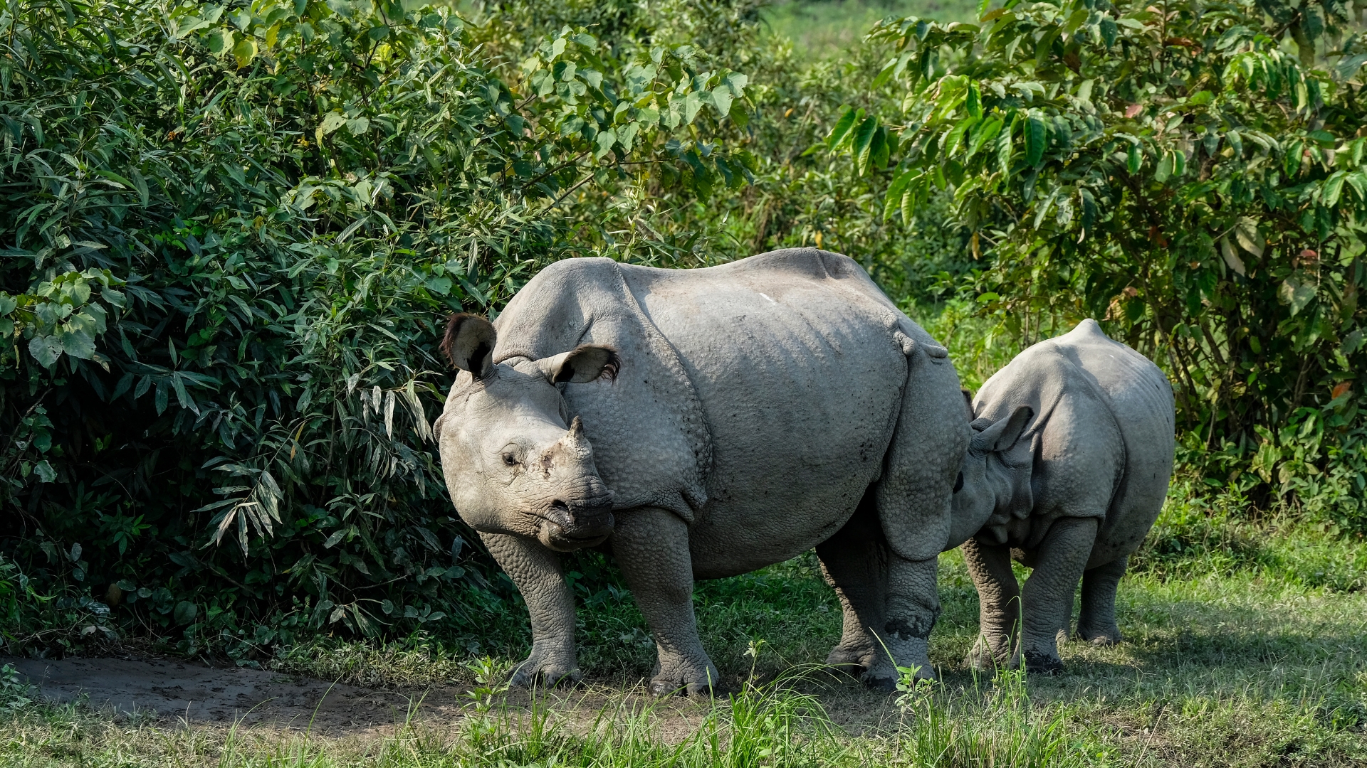 Kaziranga National Park