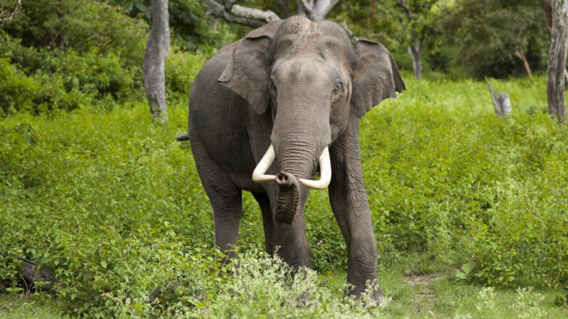 Nagarhole National Park