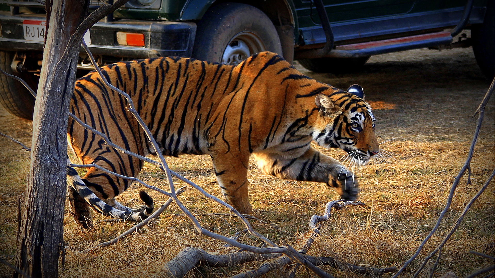 Ranthambore National Park