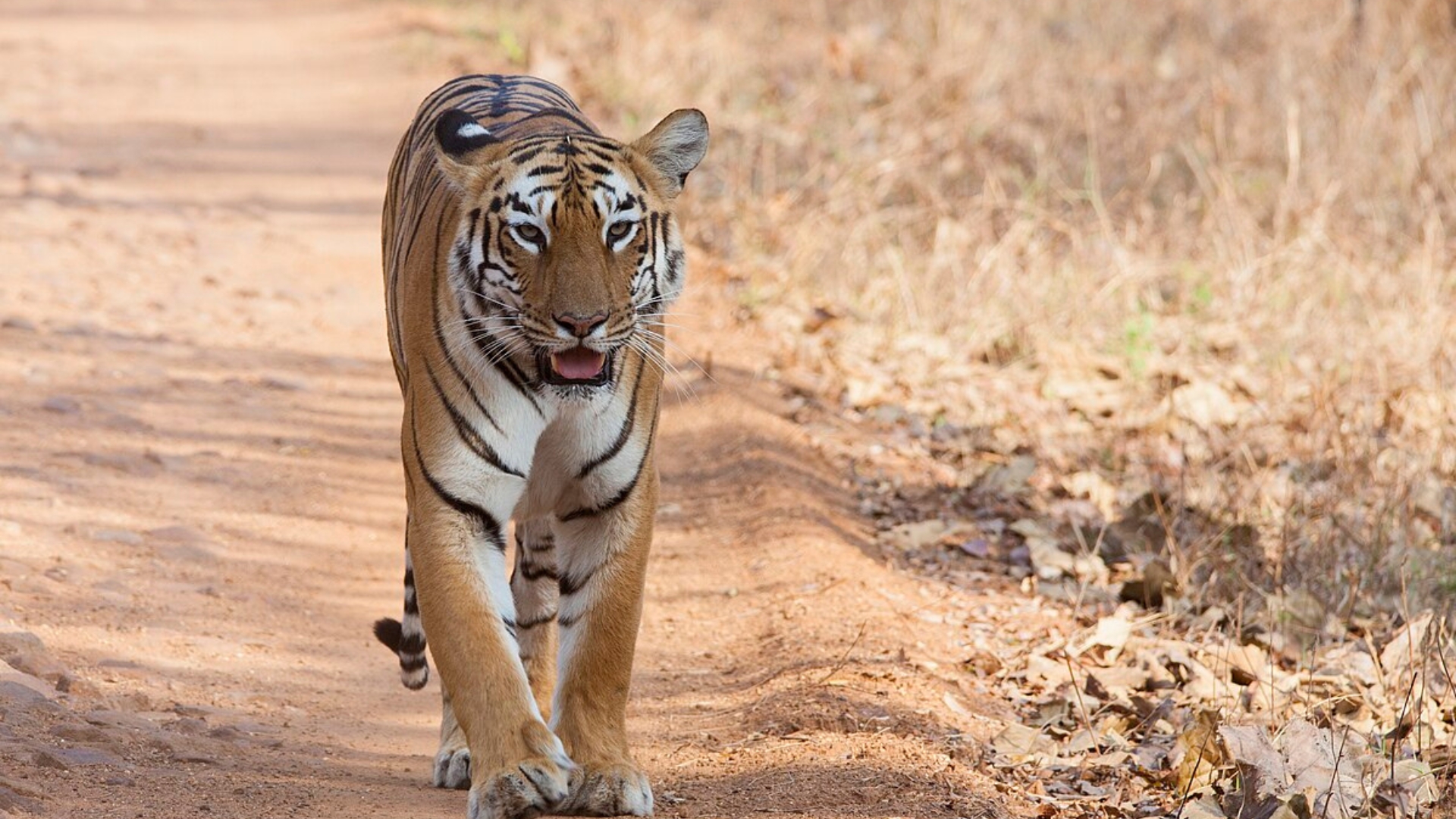 Tadoba Andhari Tiger Reserve